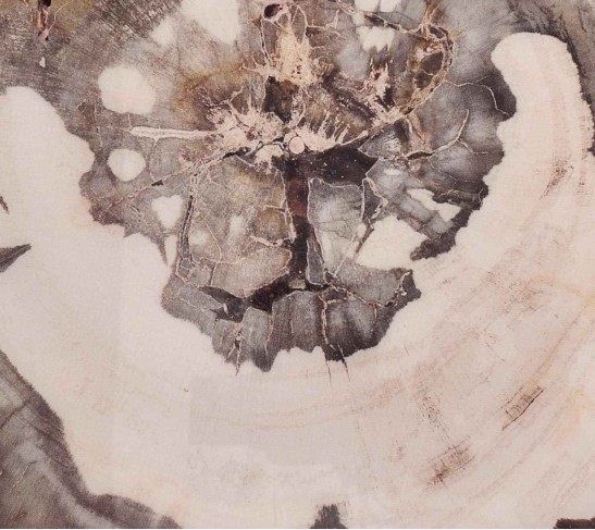 Petrified Wood Drink Coasters in Natural & Brown, Set of 4 in a Gift Box