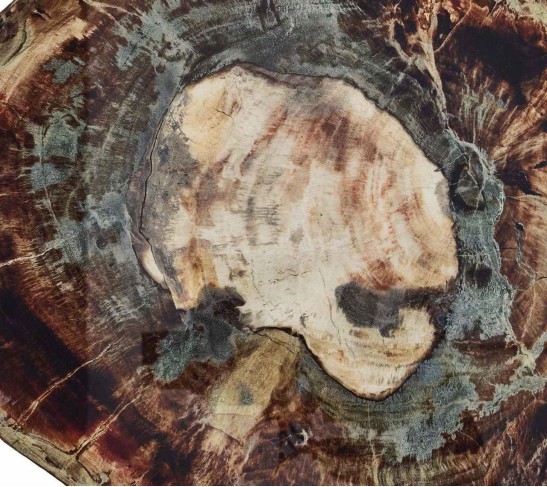 Fossil Drink Coasters in Multi, Set of 4 in a Gift Box